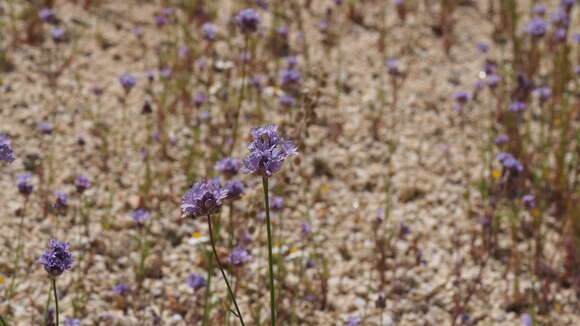 Image of bluehead gilia