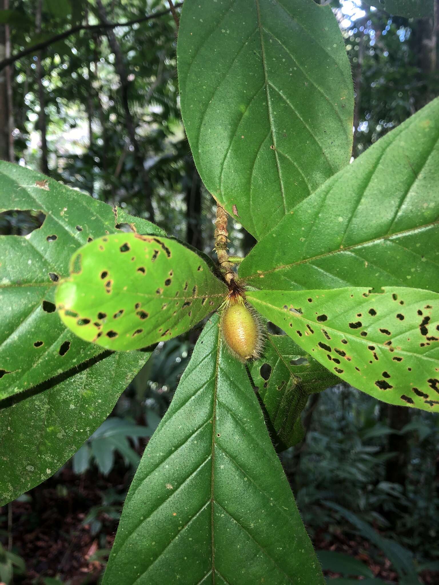 Image of Duroia costaricensis Standl.