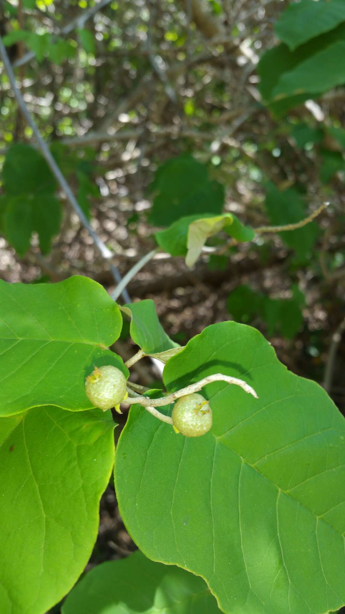 Croton bernieri resmi