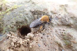 Image of Clark's Andrena