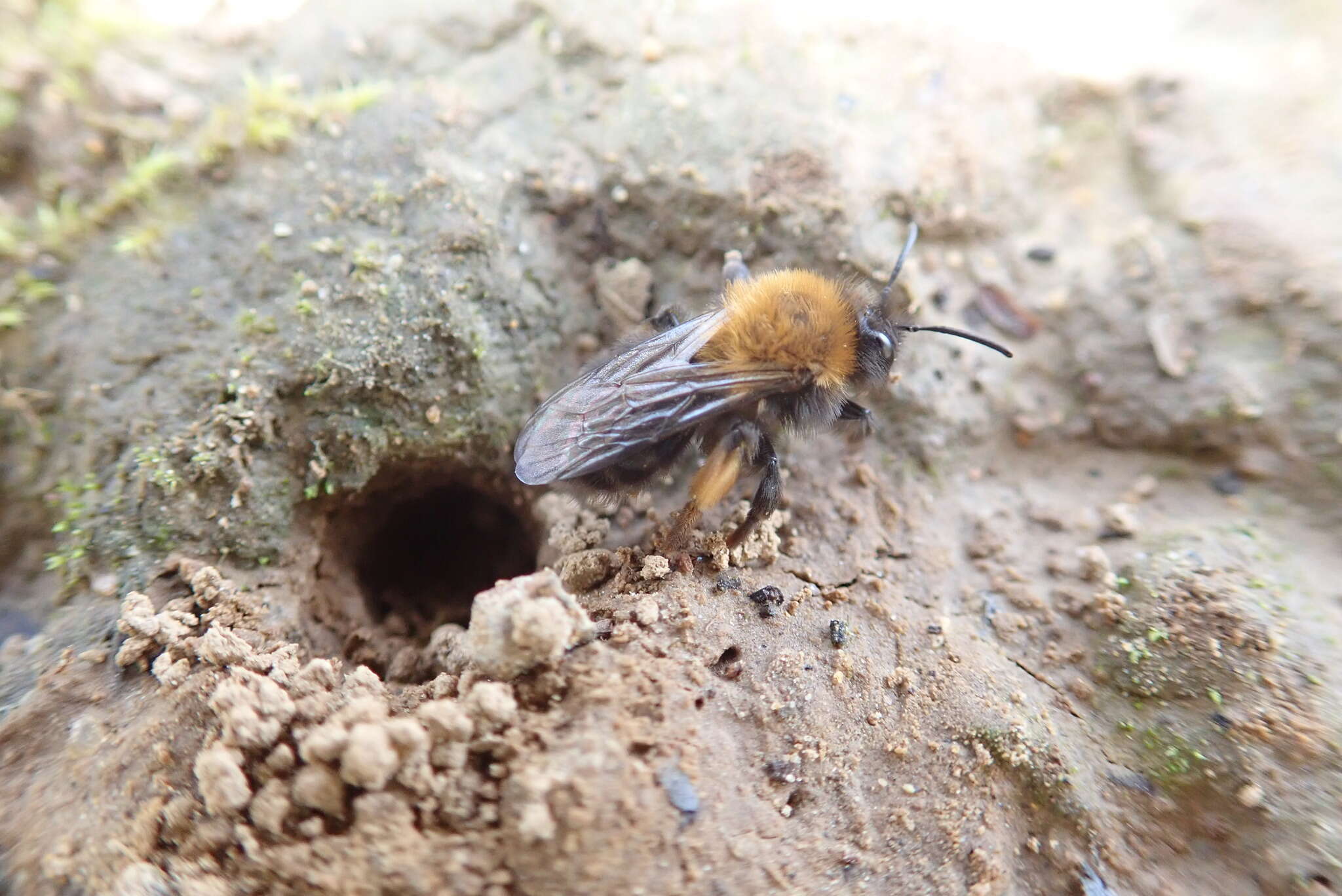 Image of Clark's Andrena