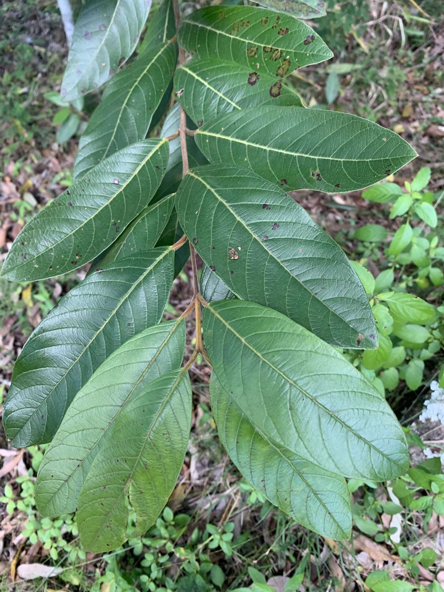 Sivun Brasilianguava kuva