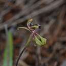 Image of Caladenia bryceana subsp. cracens Hopper & A. P. Br.