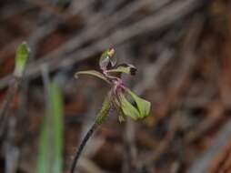 Image of Caladenia bryceana R. S. Rogers