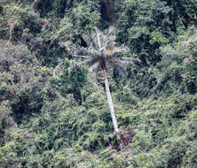 Ceroxylon ventricosum Burret resmi