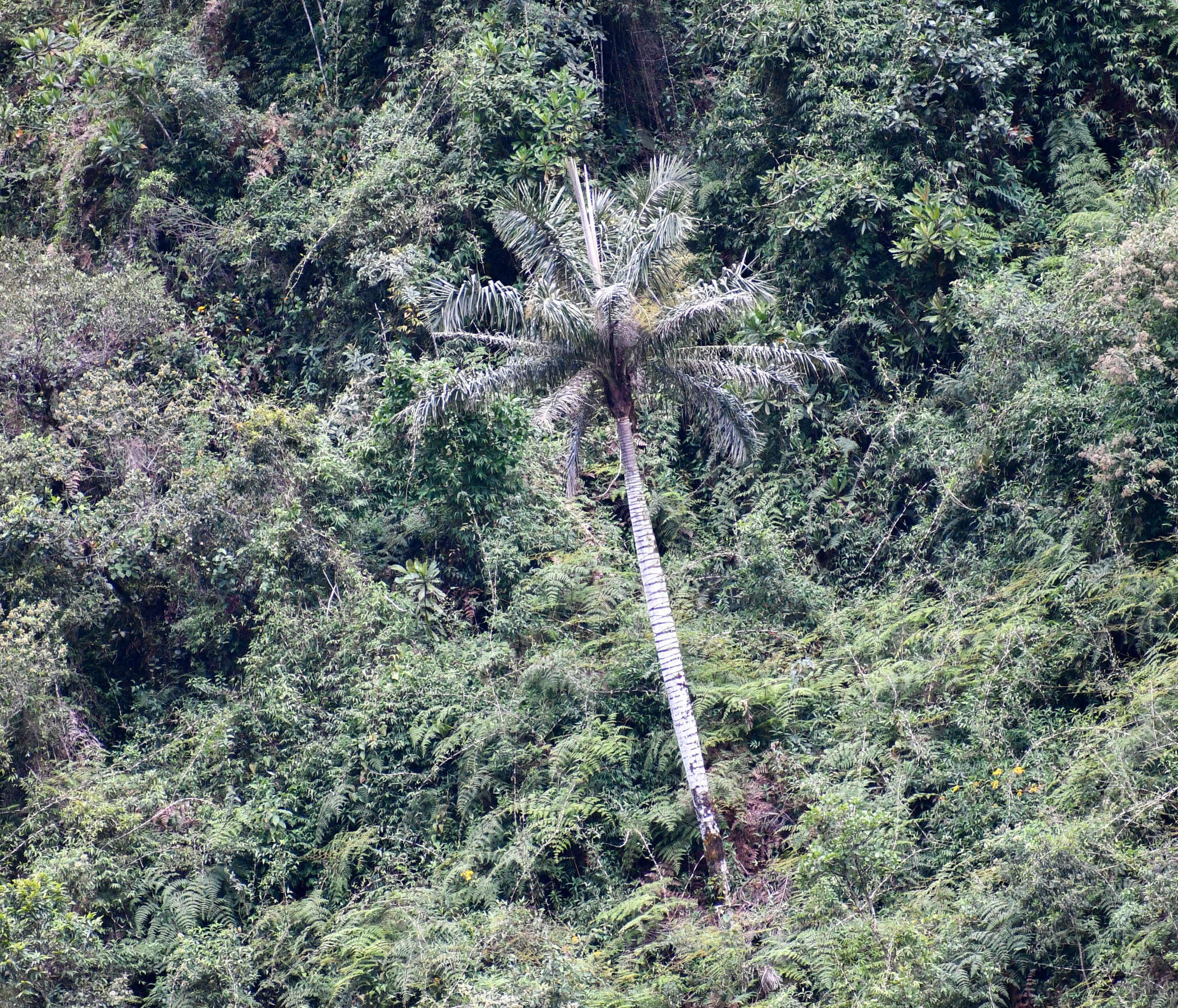 Image of Ceroxylon ventricosum Burret