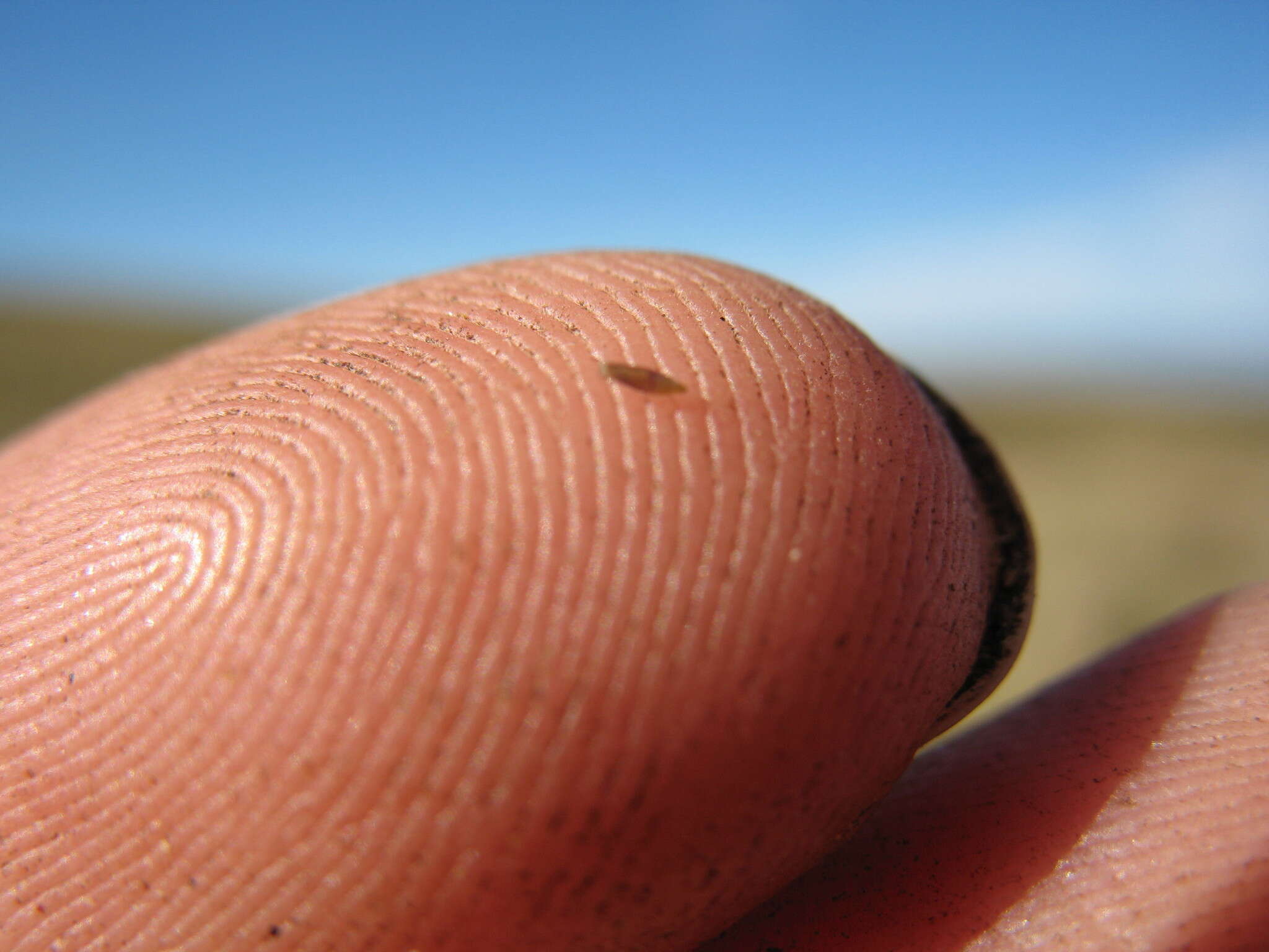 Image of Rytidosperma australe (Petrie) Connor & Edgar