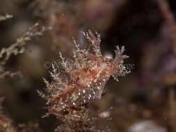 Image of bushy-backed nudibranch