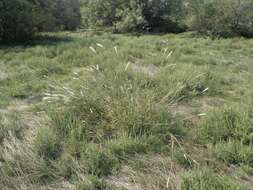 صورة Bothriochloa torreyana (Steud.) Scrivanti & Anton