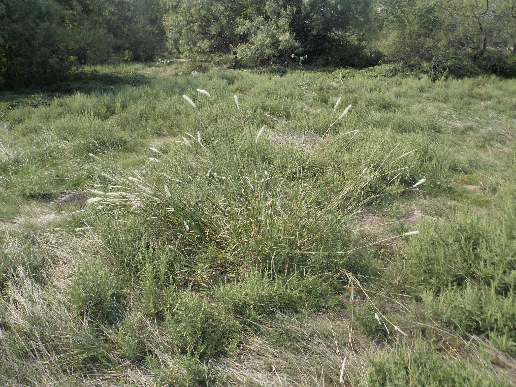 Imagem de Bothriochloa torreyana (Steud.) Scrivanti & Anton