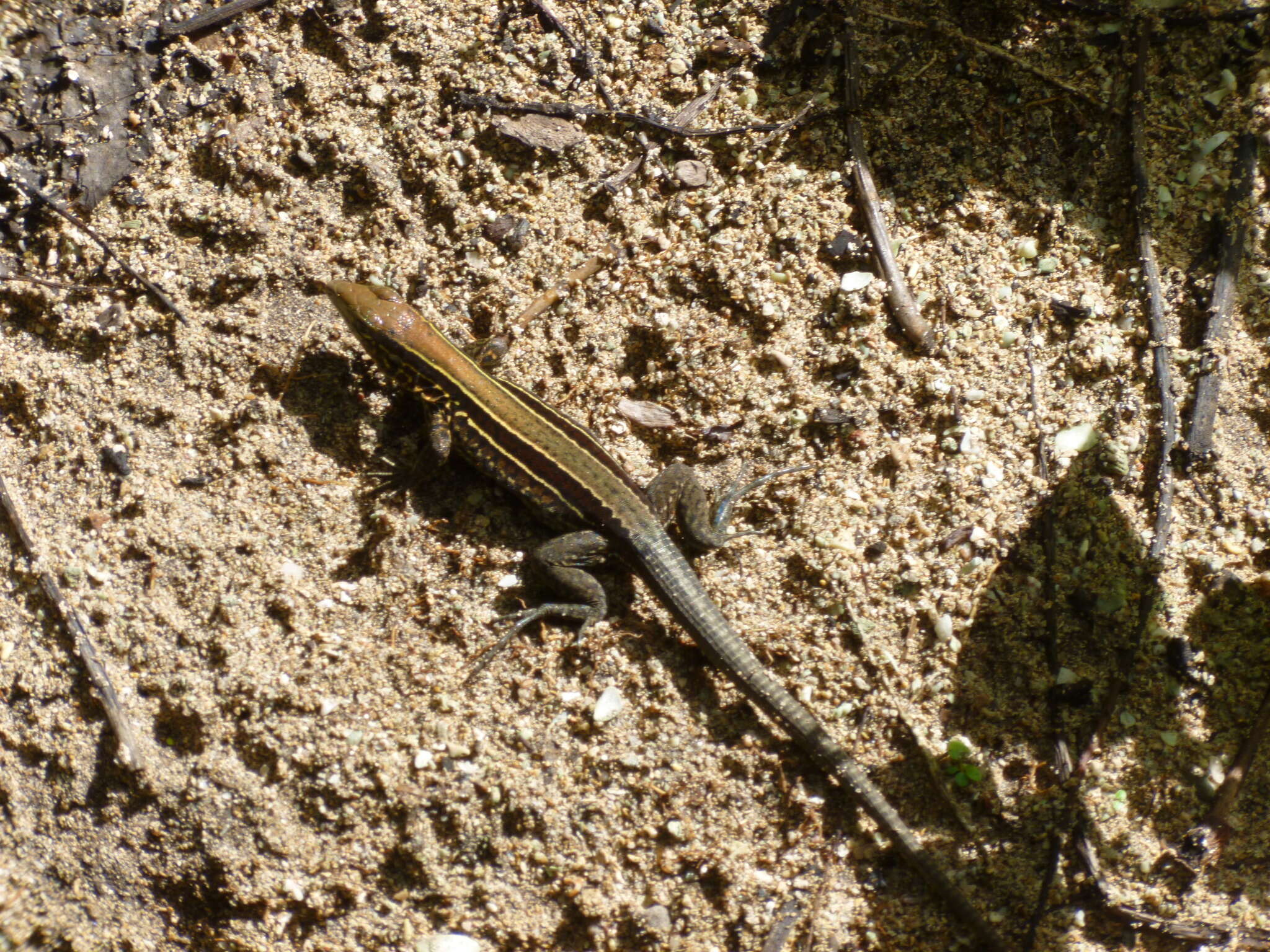 Image of Four-lined Ameiva