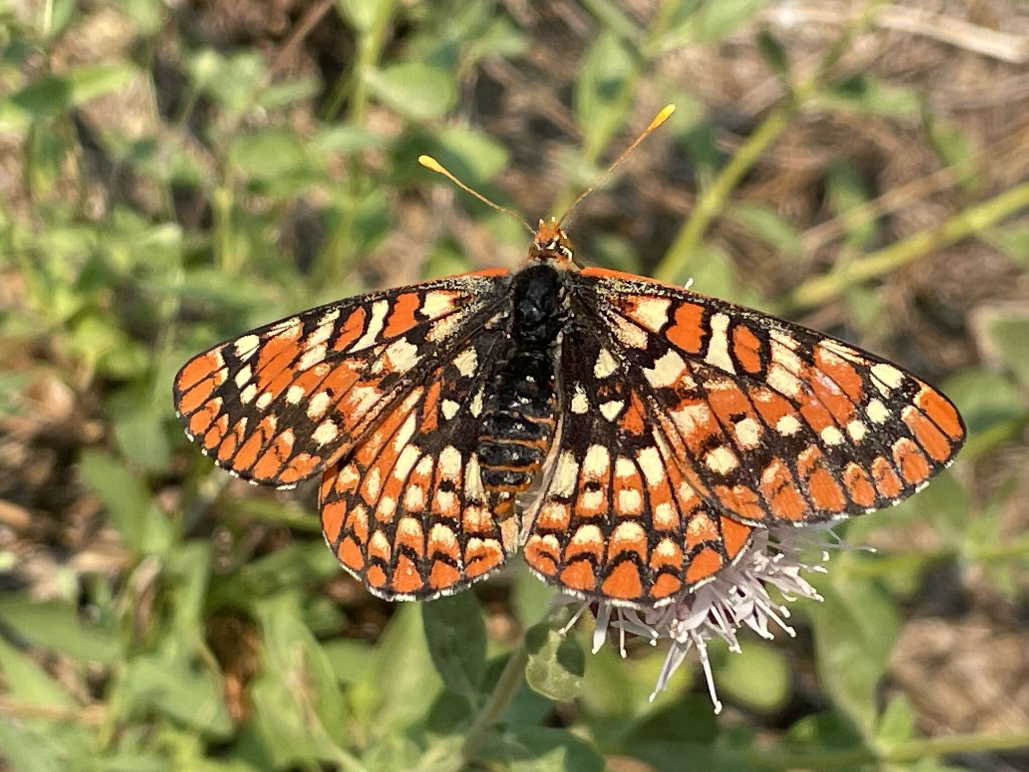 Euphydryas chalcedona sierra (W. G. Wright 1905)的圖片