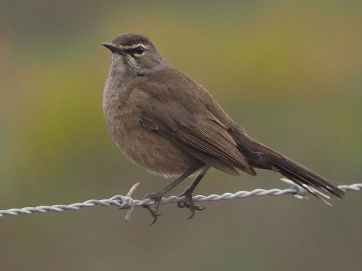 Image of Karoo Scrub Robin