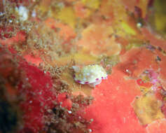 Sivun Goniobranchus albopustulosus (Pease 1860) kuva