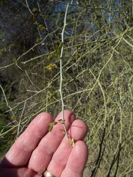 Image of Cercidium floridum