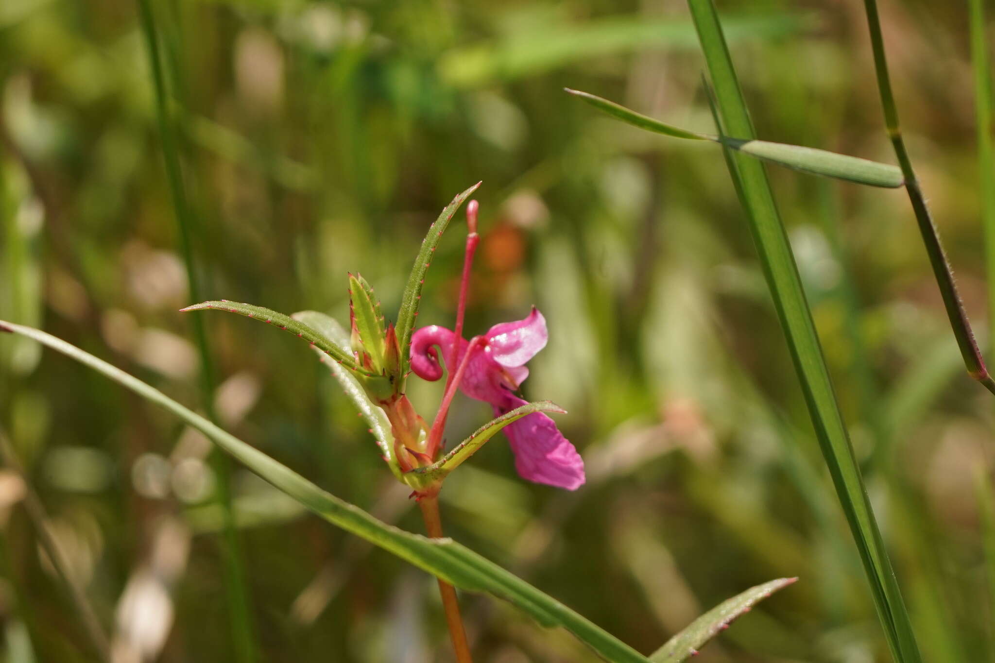 Impatiens chinensis L. resmi