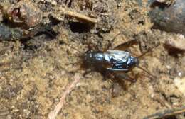 Image of Carolina Ground Cricket