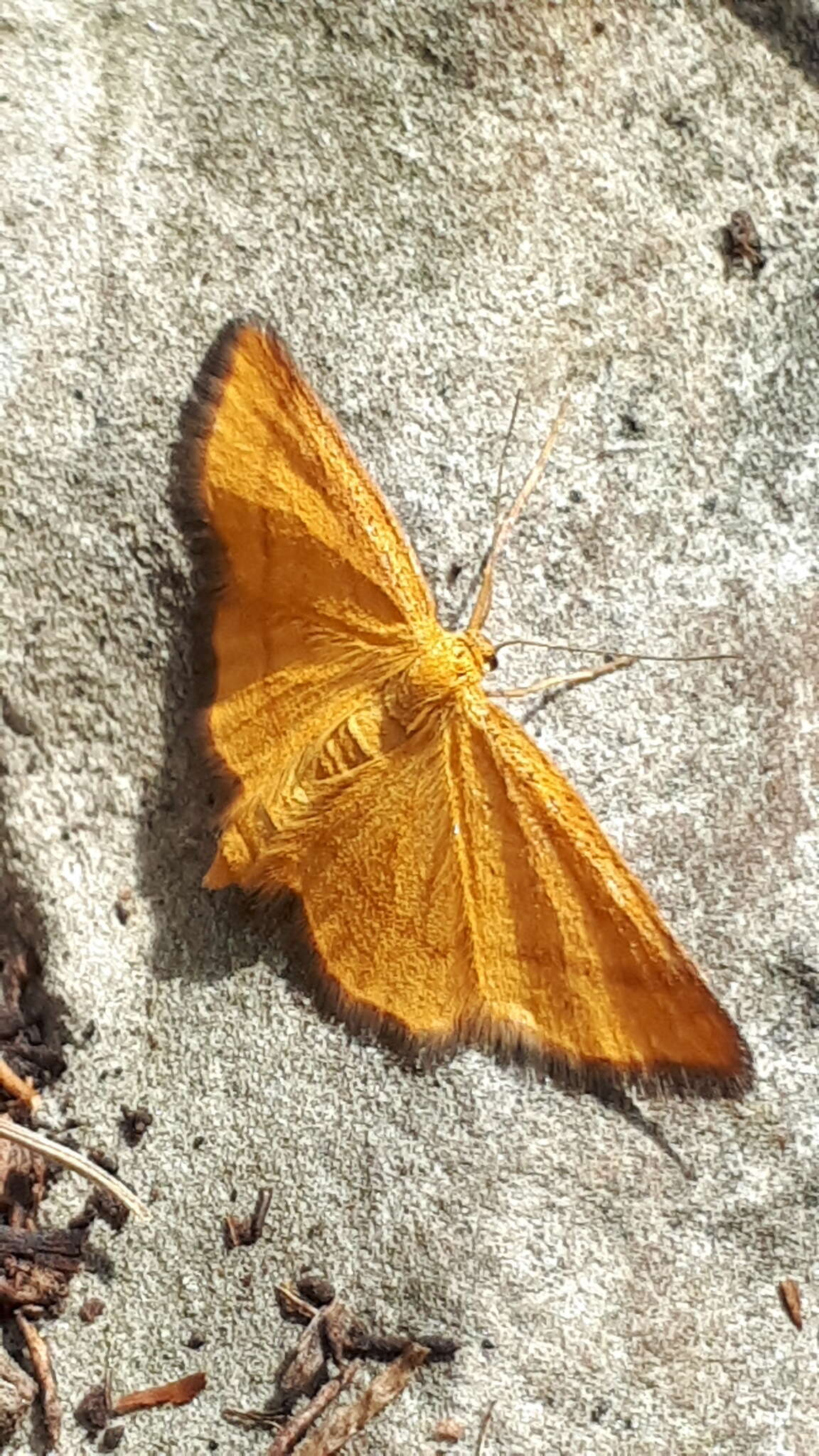 Image of Idaea flaveolaria