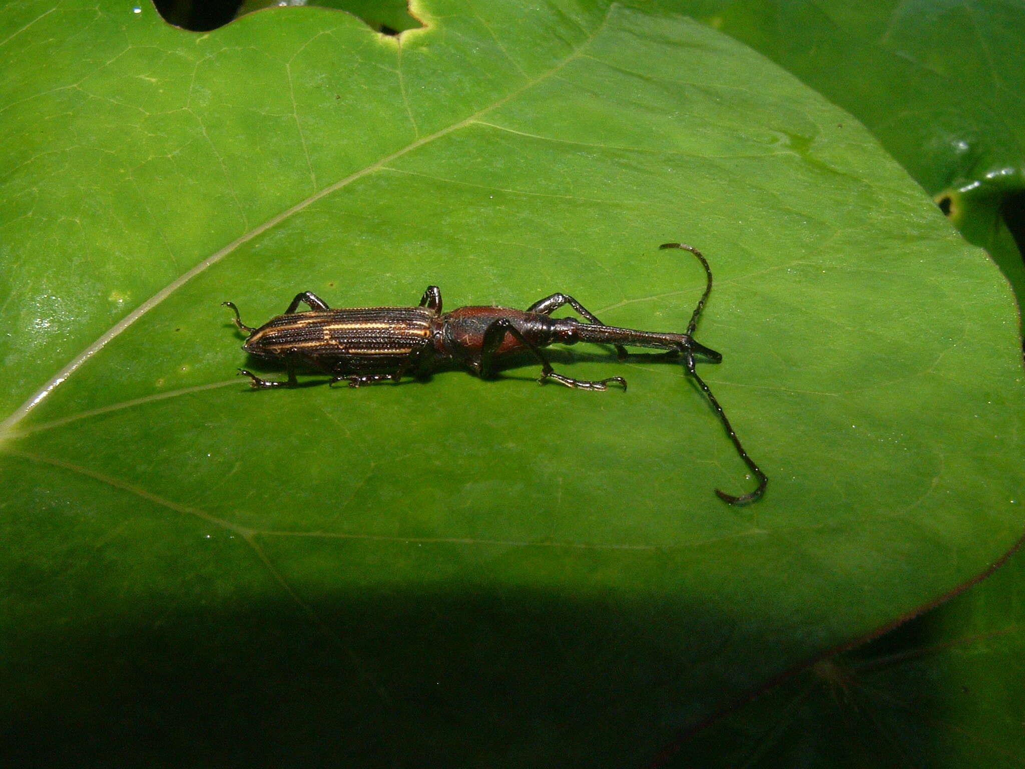 Nemorhinus myrmecophaga (Herbst 1797) resmi