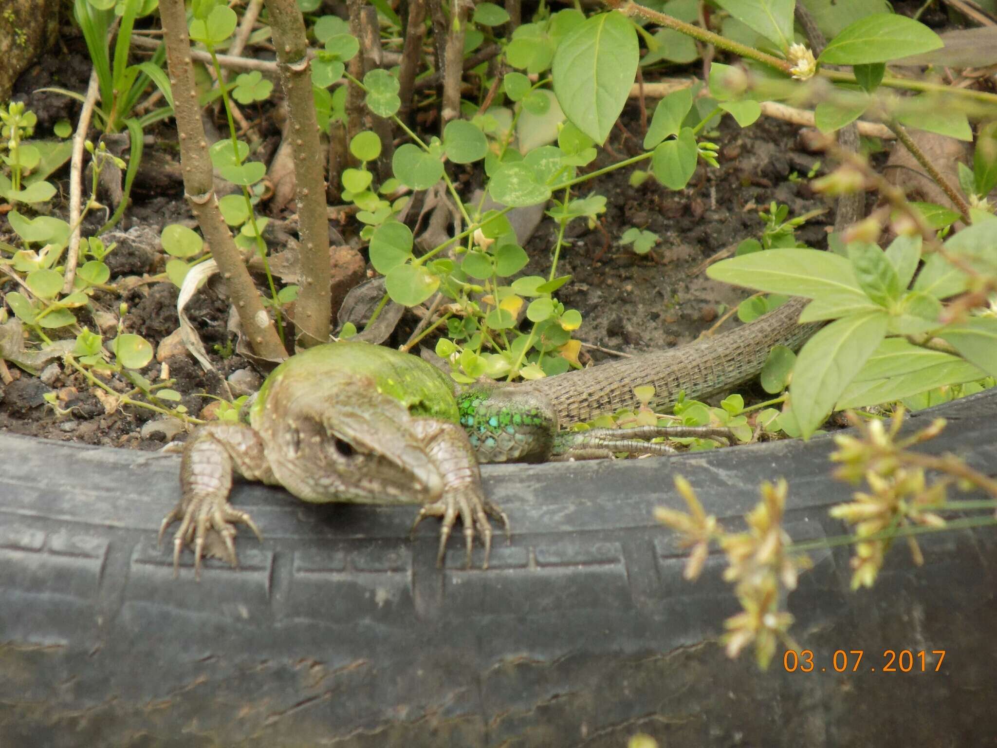 Image of Amazon Racerunner