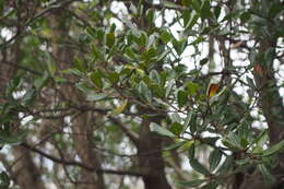 Imagem de Quercus phillyreoides A. Gray