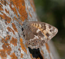 Image of Kirinia eversmanni