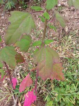 Plancia ëd Chenopodium formosanum Koidz.