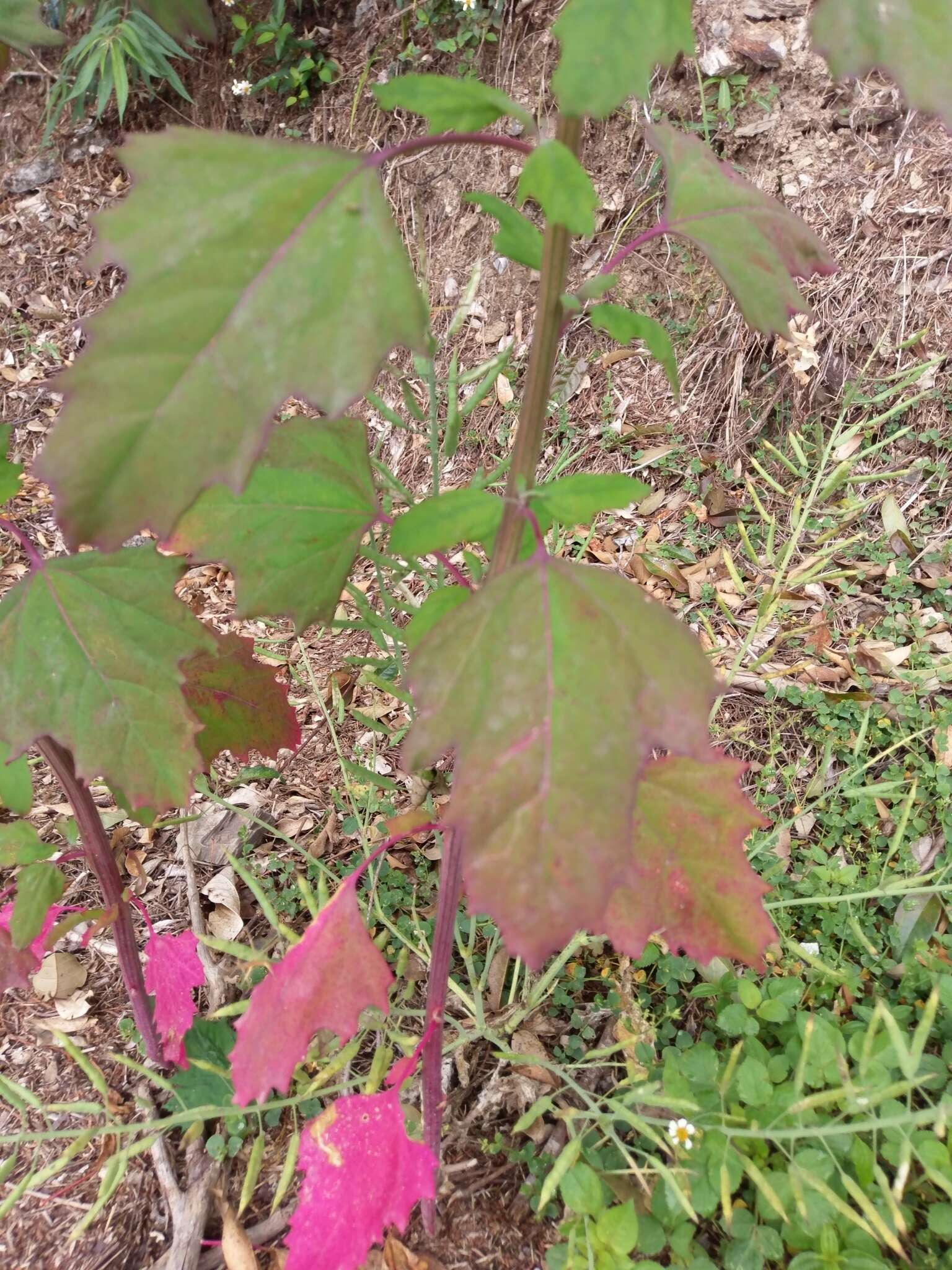 Plancia ëd Chenopodium formosanum Koidz.