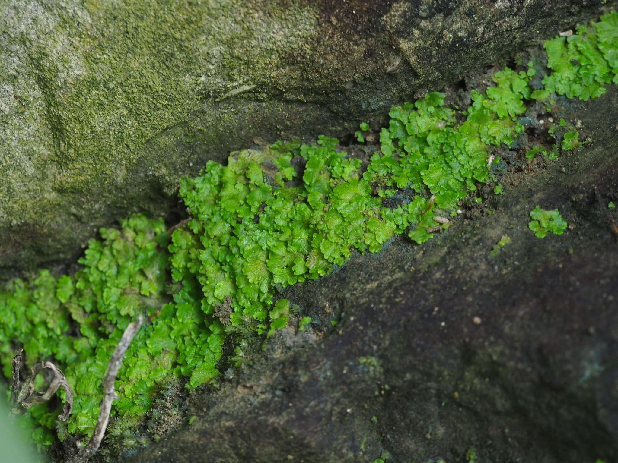 Image of Cyathodium smaragdinum Schiffn.