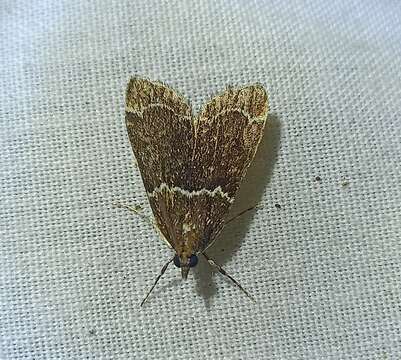 Eudonia leucogramma Meyrick 1884的圖片