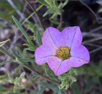 Image of Calibrachoa humilis (R. E. Fr.) J. R. Stehmann & J. Semir