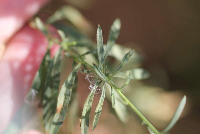 Image de Epilobium brachycarpum Presl