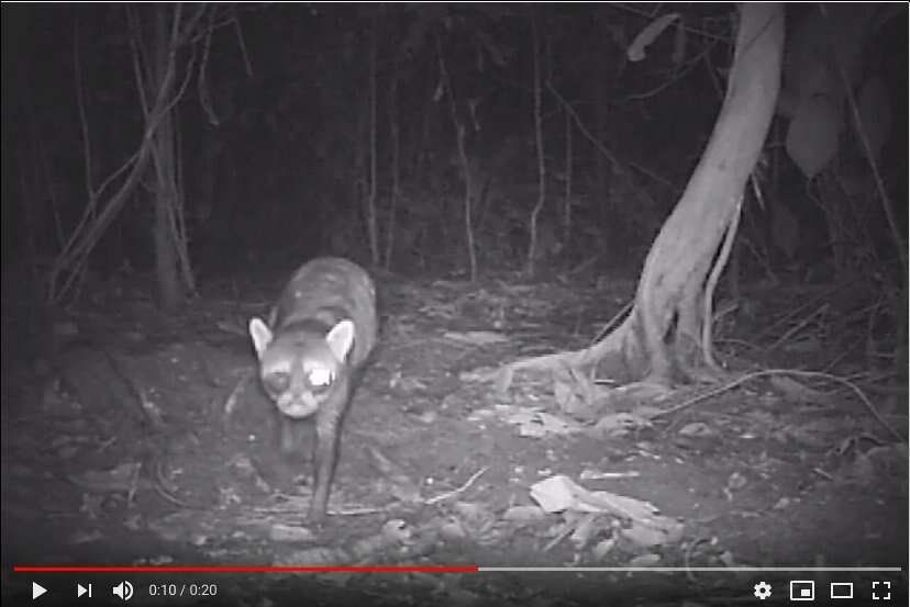 Image of Crab-eating Raccoon