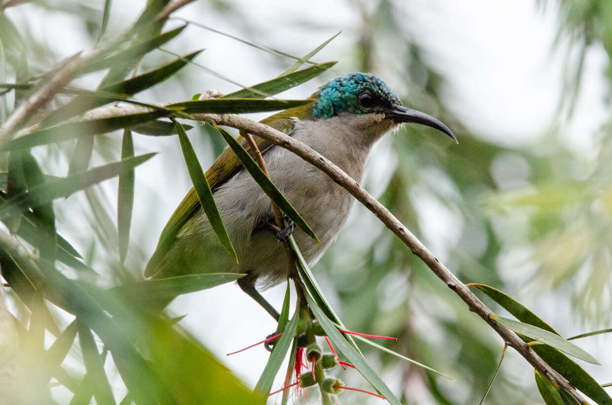 Image of Green-headed Sunbird