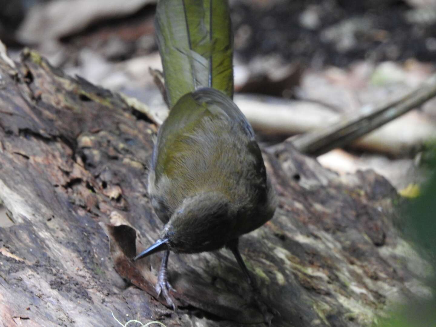 Image of Eastern Whipbird