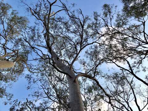 Image of lemonscented gum