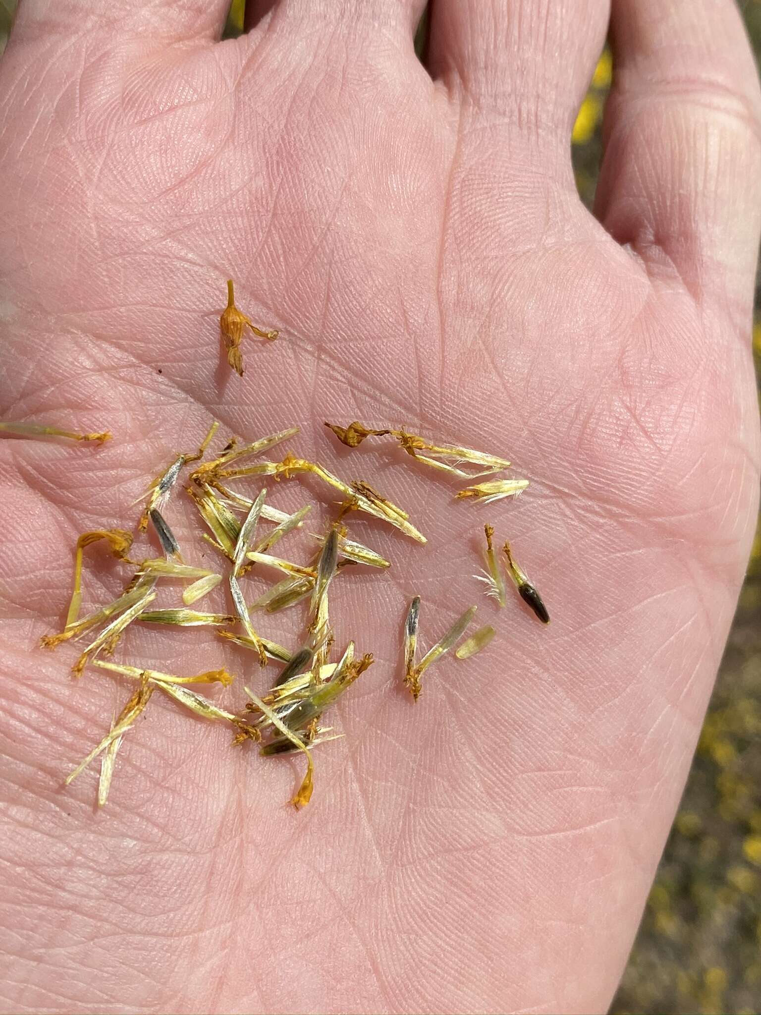 Image of leafstem tickseed