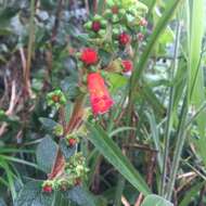 Image of Kohleria spicata (Kunth) Oerst.