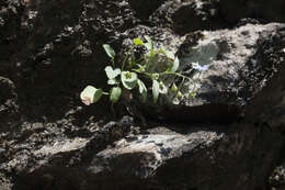 Imagem de Omphalodes rupestris Rupr. ex Boiss.