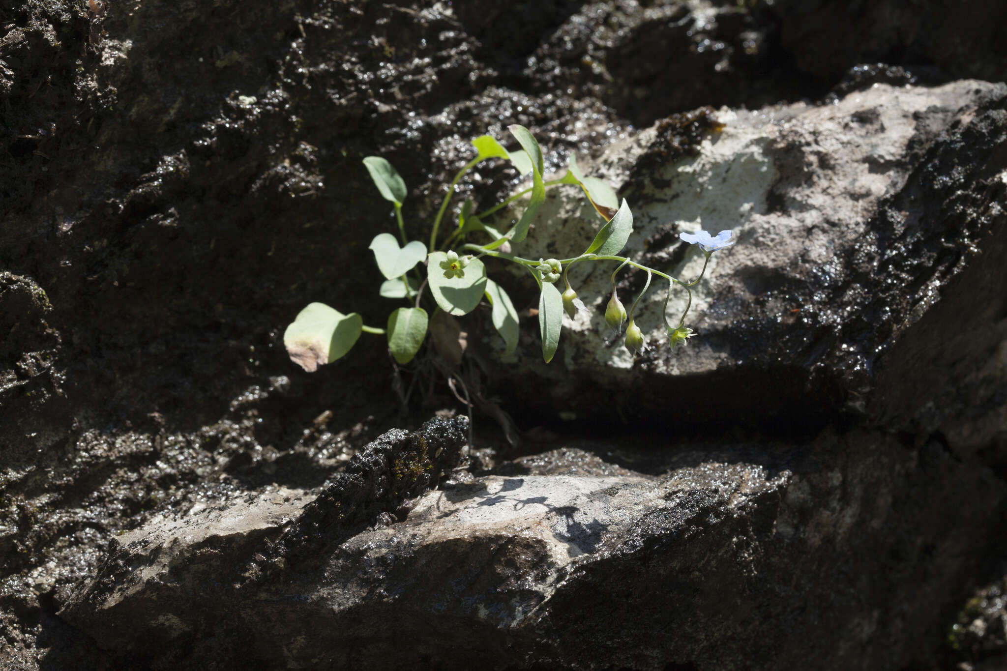 Omphalodes rupestris Rupr. ex Boiss. resmi