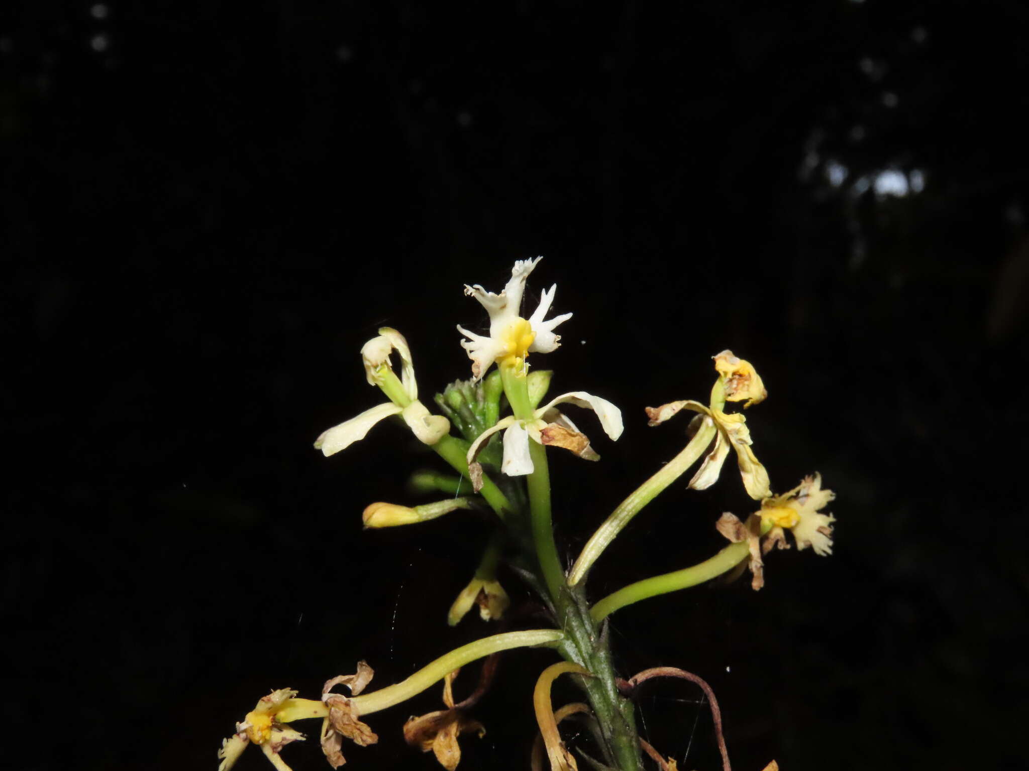 Image of Epidendrum blepharistes Barker ex Lindl.