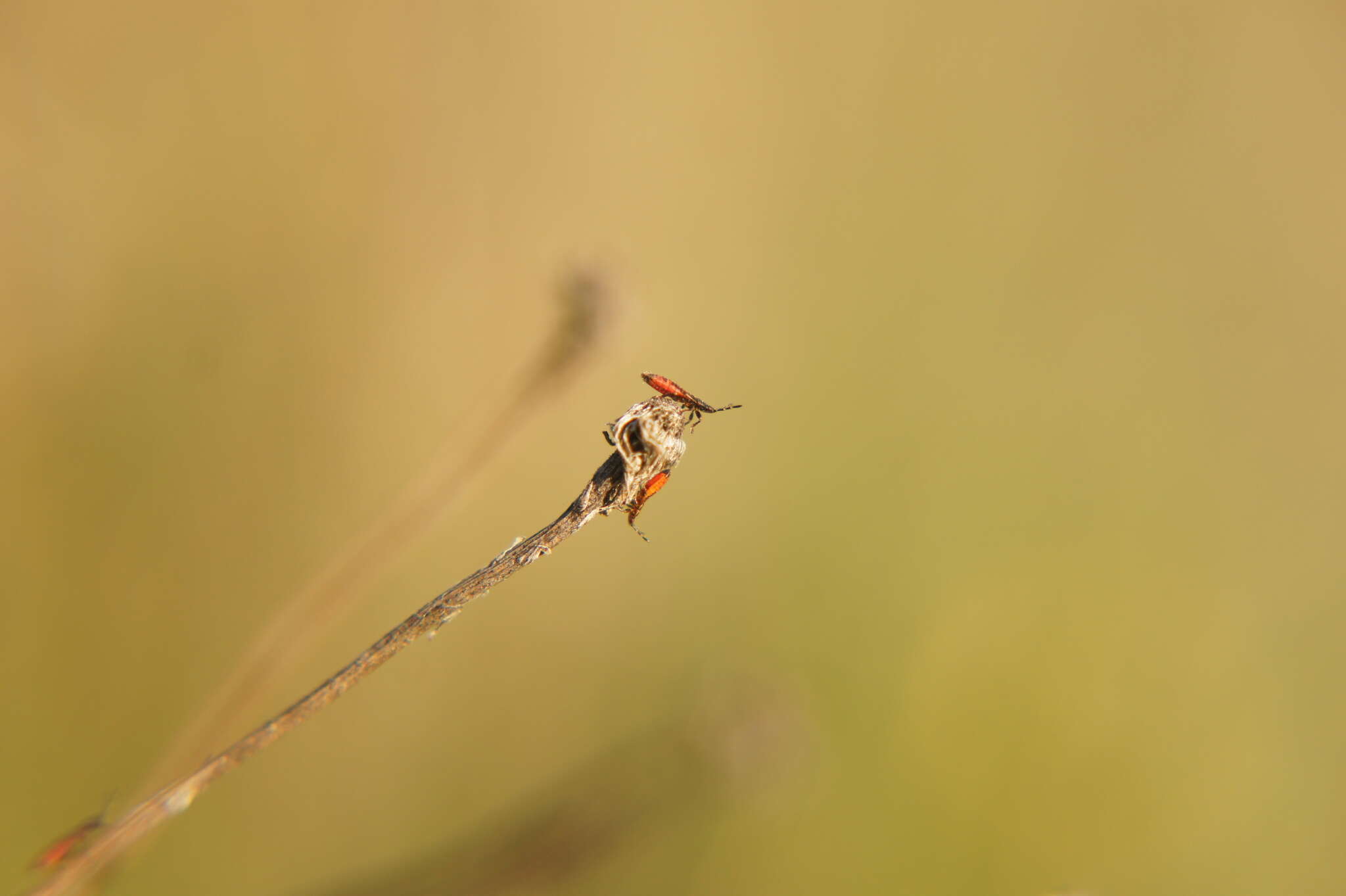 Image of European Chinchbug