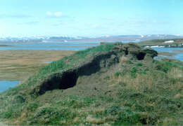 Image of Tundra Wolf