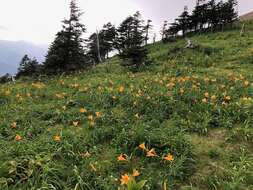 Image of Hemerocallis middendorffii var. esculenta (Koidz.) Ohwi