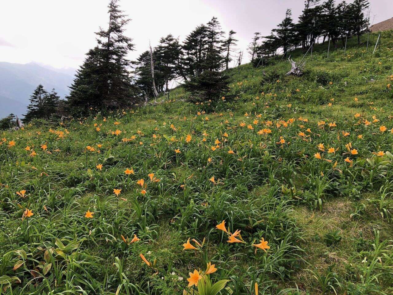 Image of Hemerocallis middendorffii var. esculenta (Koidz.) Ohwi