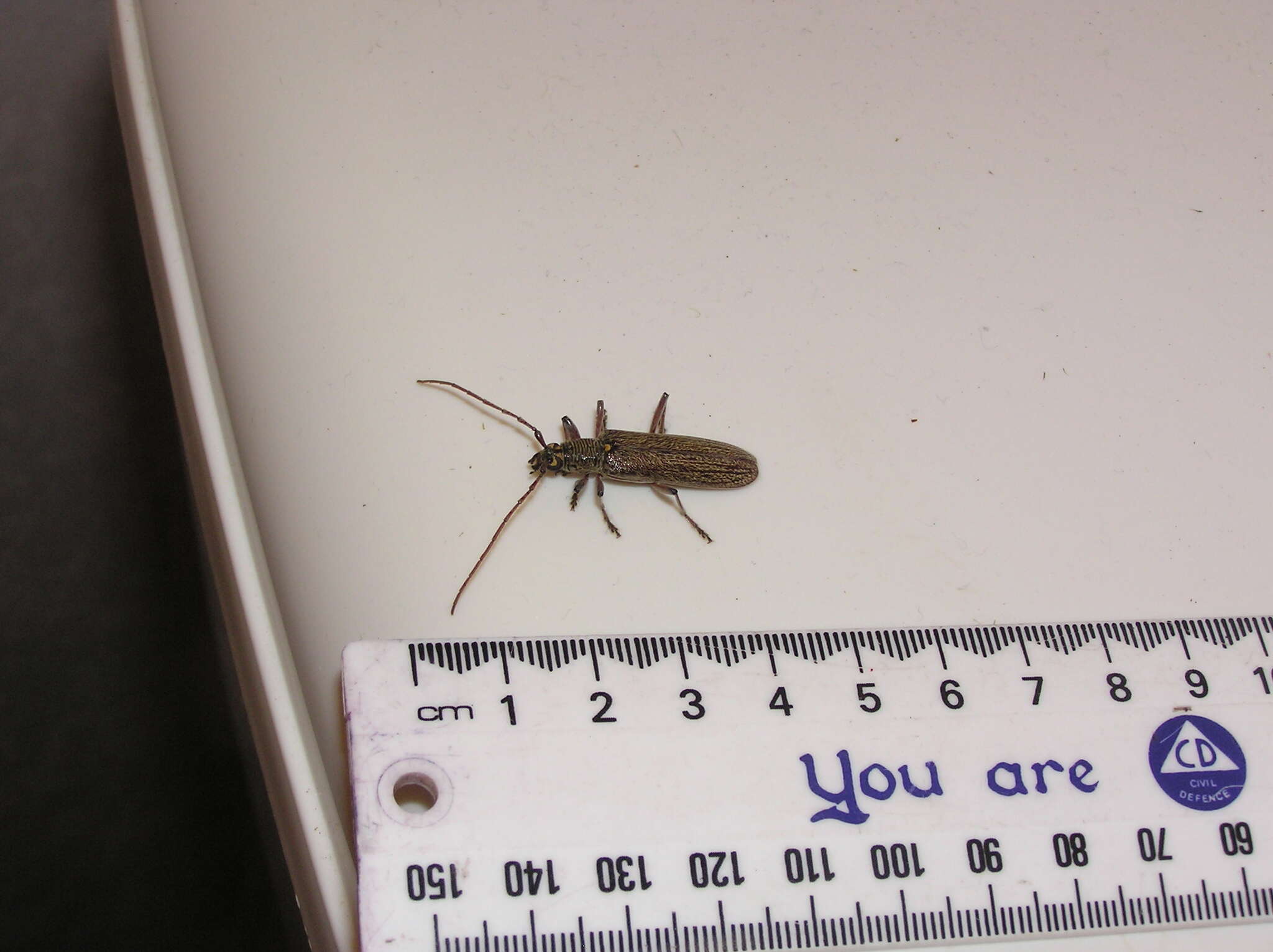 Image of lemon tree borer