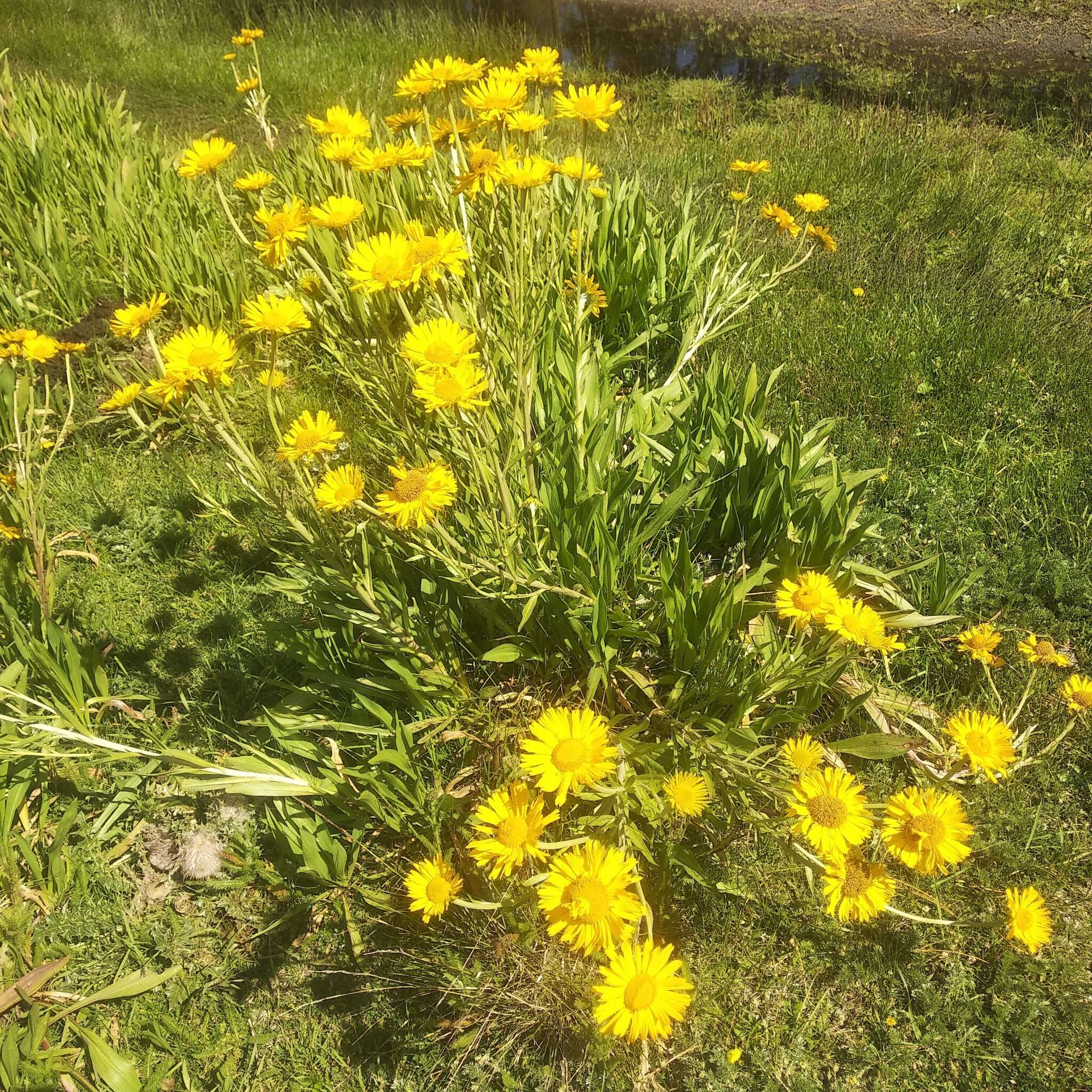 Plancia ëd Hymenoxys integrifolia (Kunth) M. W. Bierner