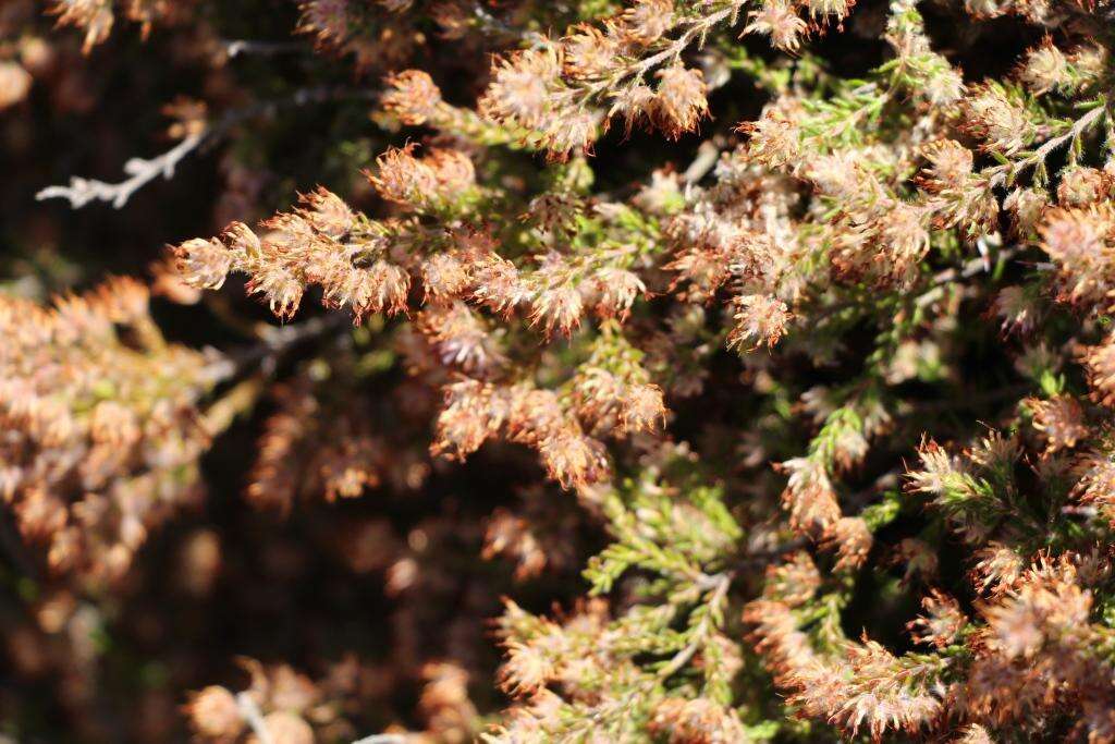 Plancia ëd Erica similis (N. E. Br.) E. G. H. Oliver