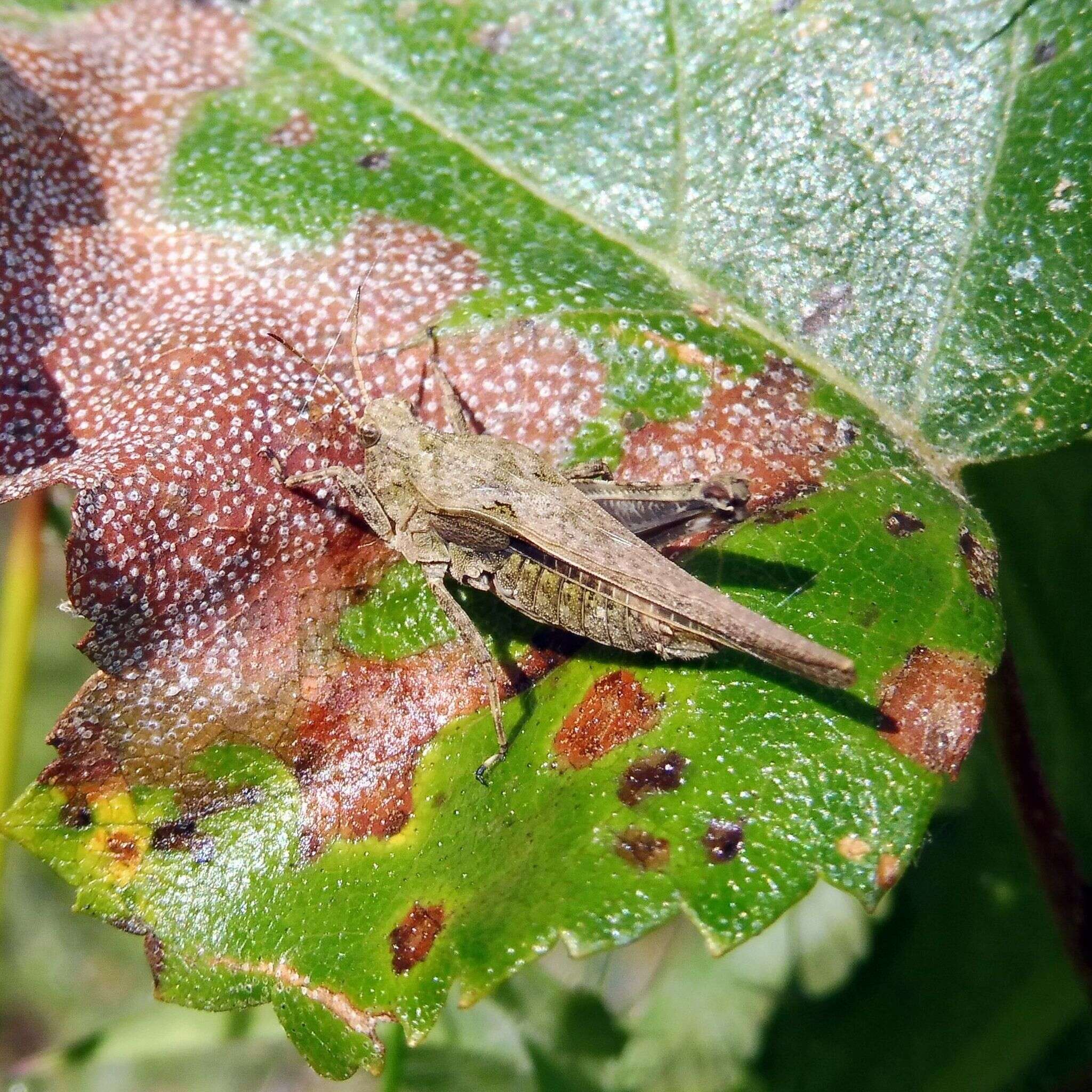 Image of Awl-shaped Pygmy Grasshopper