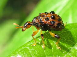 Image of Paroplapoderus turbidus Voss 1953